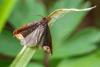 Ancylis selenana